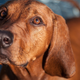 Image for article titled Stressed? Your Dog Can Probably Smell It